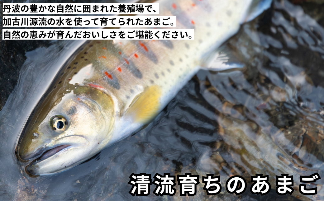 【人気】あまごつかみどり体験チケット　1名様分〈調理込み・おにぎり付き〉家族みんなで笑顔になれる清流体験 子ども主役の夏休みアクティビティ 魚つかみ取り 兵庫県丹波市