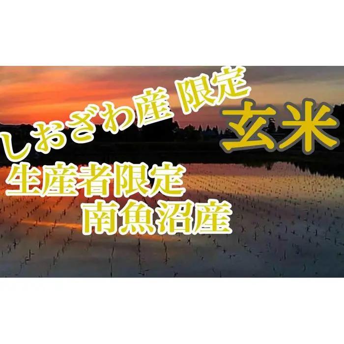 【令和7年】【定期便8kg×12ヶ月】玄米 しおざわ産限定 生産者限定 南魚沼産コシヒカリ｜玄米