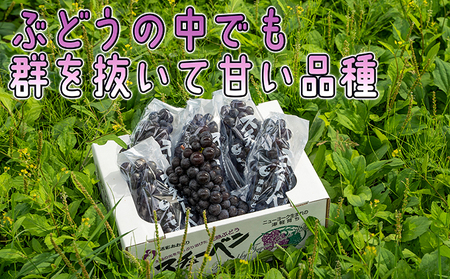 11～12月 津軽ぶどう村 贈答用 スチューベン ぶどう 約1.5kg 特秀～秀 糖度18度以上【青森ぶどう 鶴田町産 11月 12月】