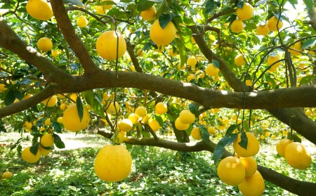 数量限定 先行予約 贈答用 河内晩柑 大玉 6kg 2Lサイズ 以上 みかん 蜜柑 かわちばんかん 愛南ゴールド 果物 フルーツ 柑橘 ゼリー ジュース ギフト 贈答 プレゼント 贈り物 ビタミン 健