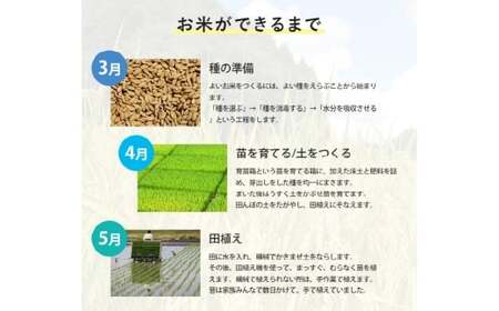 【令和7年産】 にこまる 5kg 精米 【2026年8月下旬まで発送予定】5kg×1袋 お米 米 コメ ご飯 ごはん ゴハン 白ご飯 白米 1袋 モチモチ ツヤツヤ