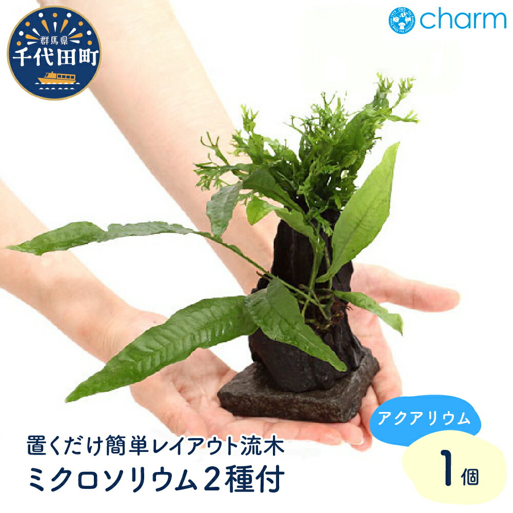 【ふるさと納税】置くだけ簡単 レイアウト流木 ミクロソリウム2種付（水上葉）（1個）群馬県 千代田町 流木 趣味 オススメ 人気 初心者 水槽 アクアリウム インテリア ナチュラル 自然 リラクゼーション おしゃれ プレゼント 贈答用 送料無料 株式会社チャーム