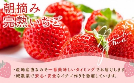 【先行予約】高知県南国市産／メロンといちごセット（2026年1月～発送）【メロン 苺 フルーツ くだもの デザート 高評価 人気 おすすめ】