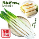 【ふるさと納税】 令和6年度産 滝沢市産 長ねぎ 約3kg 3キロ 三キロ 《Lから2Lサイズ》20本～30本程度 ネギ 長ネギ ねぎ 葱 野菜 予約 早期 受付 受け付け 大容量 白ねぎ 【滝沢産業開発株式会社】岩手県 滝沢市 送料無料