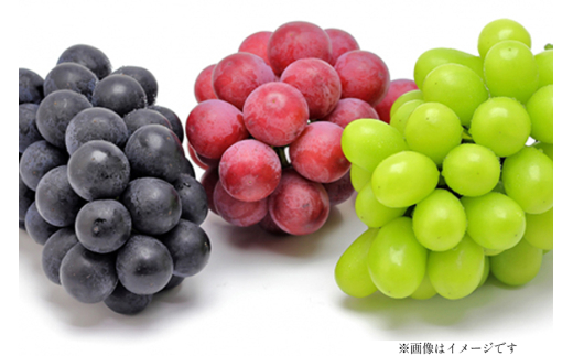 【期間限定発送】 ぶどう 3種 食べ比べ セット ( シャインマスカット ピオーネ クイーンニーナ マイハート クイーンセブン ) [四釜昌和 山形県 高畠町 tk06ayt020007] ぶどう ブドウ 葡萄 マスカット 大粒 種なし 果物 フルーツ くだもの