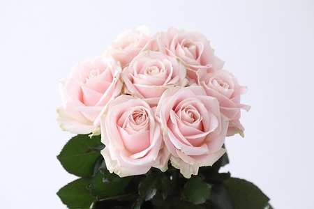 【総本数100本！】國枝バラ園から直送！Flower Bouquet（25本の花束×４ケース）淡いピンク系　　薔薇 ばら バラ 花束 お祝い プレゼント 誕生日 ギフト 贈答 記念日 クニエダ株式会社