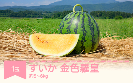 【先行予約】すいか 金色羅皇（5~6kg) 秀品  1玉 令和8年産 2026年産 スイカ  果物  no-sukrx5 ※沖縄・離島への配送不可
