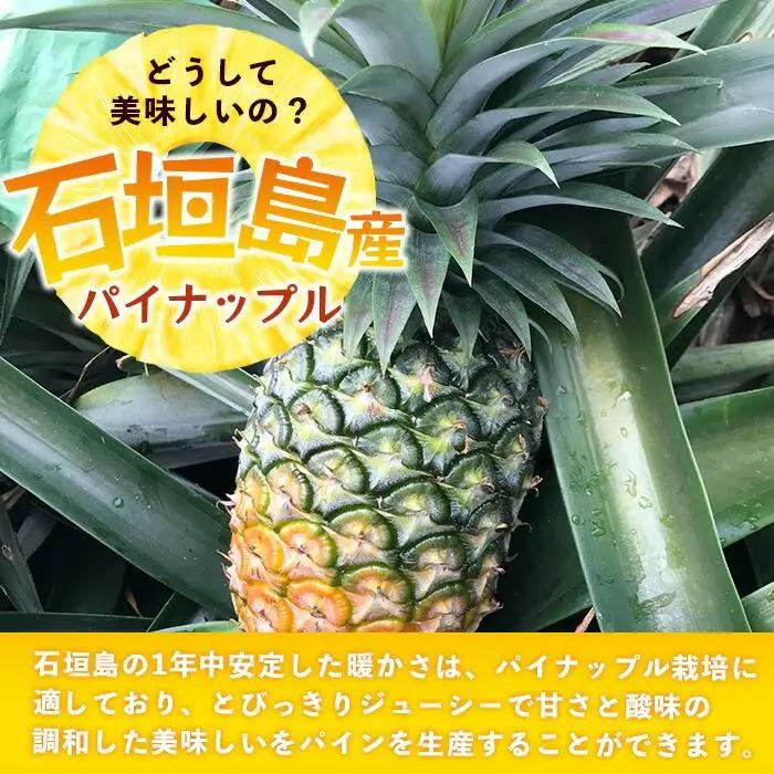 【先行予約】石垣島産 ハワイ種 パイン (4玉 約4㎏)  TP-5