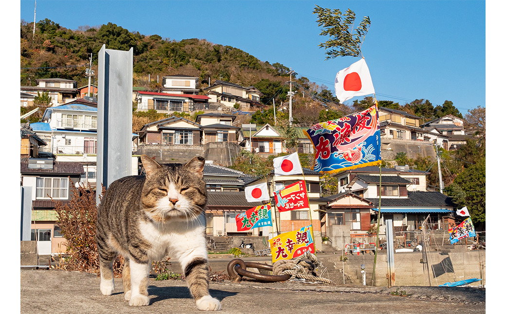 ねこの島！湯島！オリジナルポストカード【地域猫活動支援】