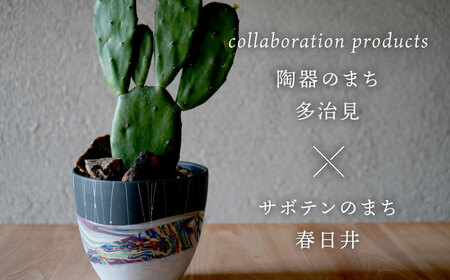 多治見市×春日井市コラボ 【美濃焼】 陶芸家「北川和喜」 marble 丸深鉢 L × 【日本有数のサボテンの生産地】 春日井市の名店 後藤サボテン 【井澤コーポレーション】[TBP173]