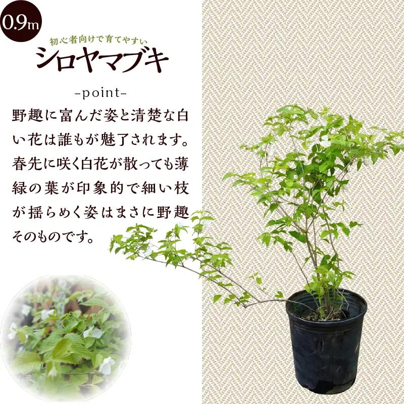 植木　白ヤマブキ　0.9ｍ