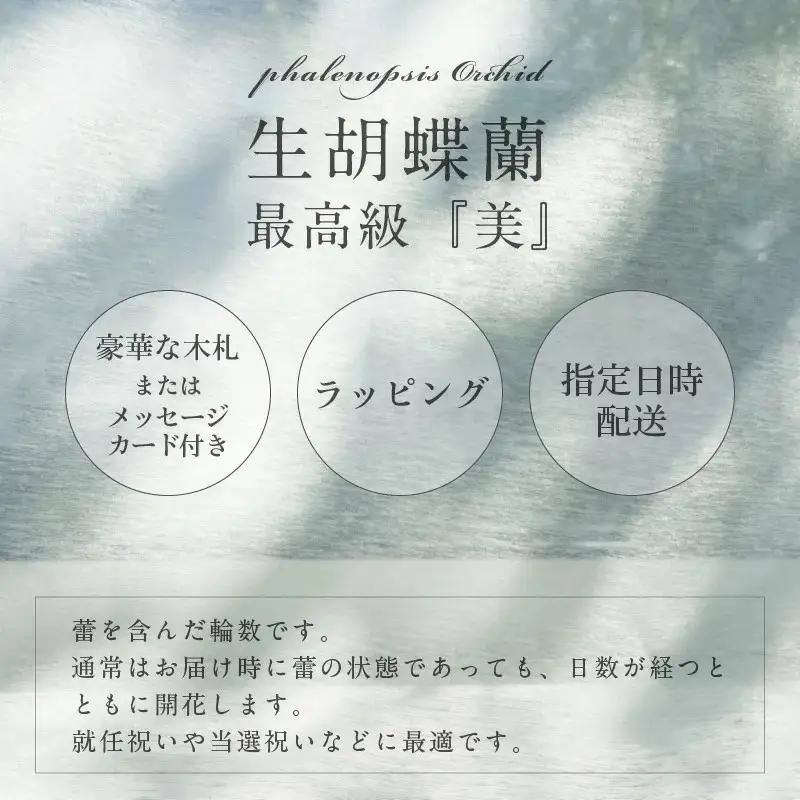 5本立て 胡蝶蘭 40輪～50輪 白色【木製大型木札 または メッセージカード 付き】