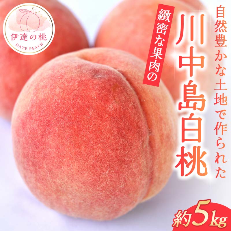 【2026年出荷分先行予約】福島県産 川中島白桃 約5kg 玉数はおまかせ はこざきフルーツ 伊達の桃 桃 フルーツ 果物 もも モモ momo  F21C-431