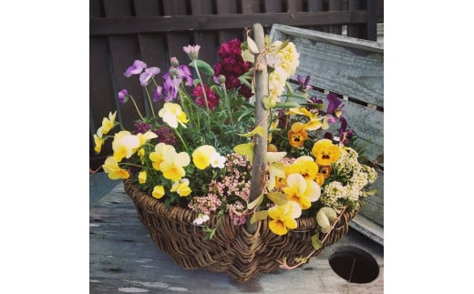 お花一杯バスケット寄せ植えLサイズ(35cm程度)季節の寄せ植え ❘ 花 バスケット セット 寄せ植え 兵庫県 上郡町
