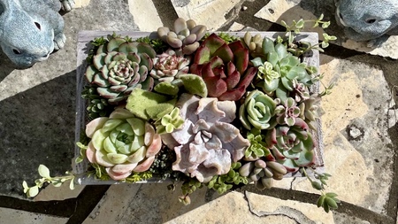 多肉植物 木箱寄せ植え ／ aju succulent 植物 インテリア アレンジ ガーデニング 15種 そのまま飾れる プレゼント ギフト 奈良県 葛城市