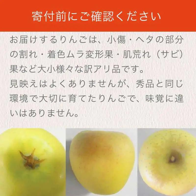 【訳あり】 シナノゴールド 約3kg 6～12玉 ［おぶせファーマーズ］ 不揃い 規格外 家庭用  果物 フルーツ りんご 林檎 リンゴ 長野県産 信州産 令和8年産 【2026年10月中旬～2027