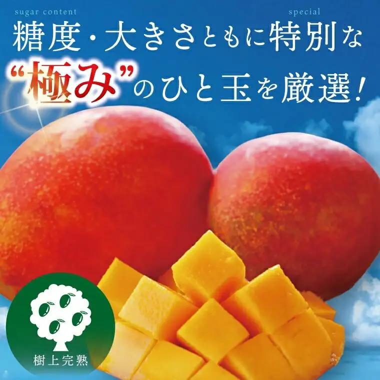 【2027年7月より順次発送】豊見城産マンゴー『殿内之宝(どぅんちのたから)』約2kg(ご家庭用)｜マンゴー フルーツ 果物 くだもの 先行予約 完熟マンゴー 沖縄フルーツ 家庭用 おきなわ 沖縄 沖