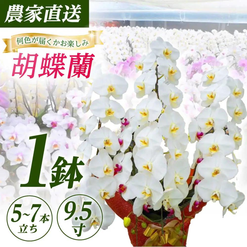 胡蝶蘭 1鉢【5~7本立ち9.5寸胡蝶蘭】 [BDAB014]