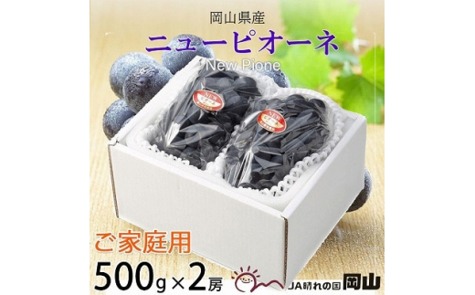 ＜2025年8月発送＞ご家庭用　岡山県産　ピオーネ　500g×2房【1409716】