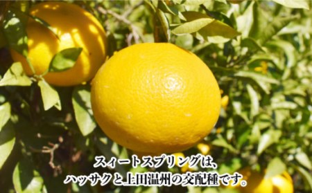 【数量限定】甘くてジューシーな果実 スィートスプリング 約9kg【長崎ぶんたんの会 】[OAF007] / 柑橘みかん柑橘みかん柑橘みかん柑橘みかん柑橘みかん柑橘みかん