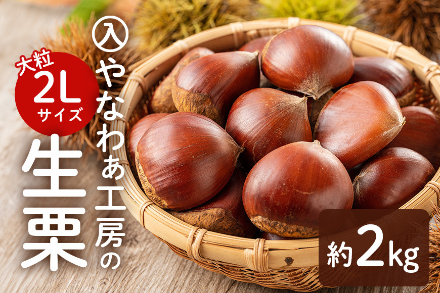 
            【先行受付】入 やなわぁ工房の生栗 2L 約 2kg 品種おまかせ 農薬不使用 栗 生栗 笠間 くり クリ 大きい 大粒 茨城 国産 国産栗 和栗 甘栗 栗ご飯 栗きんとん 栗おこわ 甘露煮 マロン 秋 旬 おやつ スイーツ きんとん 冷蔵 保存料不使用 無添加 ギフト 茨城県 笠間市
          