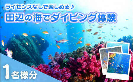 【和歌山 田辺・体験／1ボートダイビング】気軽に水中の世界を体験♪　1名様 / ダイビング スキューバダイビング ファンダイビング マリンスポーツ 体験 旅行 観光 レジャー アウトドア サンゴ 熱帯魚 水中 癒し【tds002-1-1】