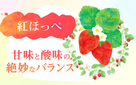 朝摘み 愛知県産 いちご 4品種食べ比べ 約200g×計4パック 苺 完熟 ギフト 愛西市/くぼ苺農園[AECJ007]