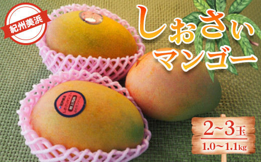 紀州美浜しおさいマンゴー2～3玉（1.0～1.1kg）※離島への配送不可※2025年7月下旬～9月上旬頃に順次発送予定