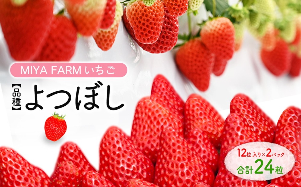 【先行予約】MIYA FARM いちご（品種：よつぼし）12粒入り×2パック 合計 24粒 ※北海道・沖縄・離島への配送不可 ※2027年1月中旬～5月下旬頃に順次発送予定