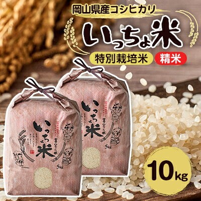 【ふるさと納税】コシヒカリ　いっちょ米(5kg×2袋)【1536084】