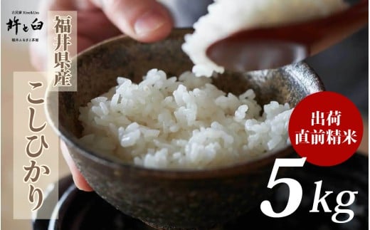 令和7年産 福井県産 こしひかり 5kg [A-150003] / 新米 精米 米 お米 コメ コシヒカリ 令和七年 7年 七年 産地直送 農家直送
