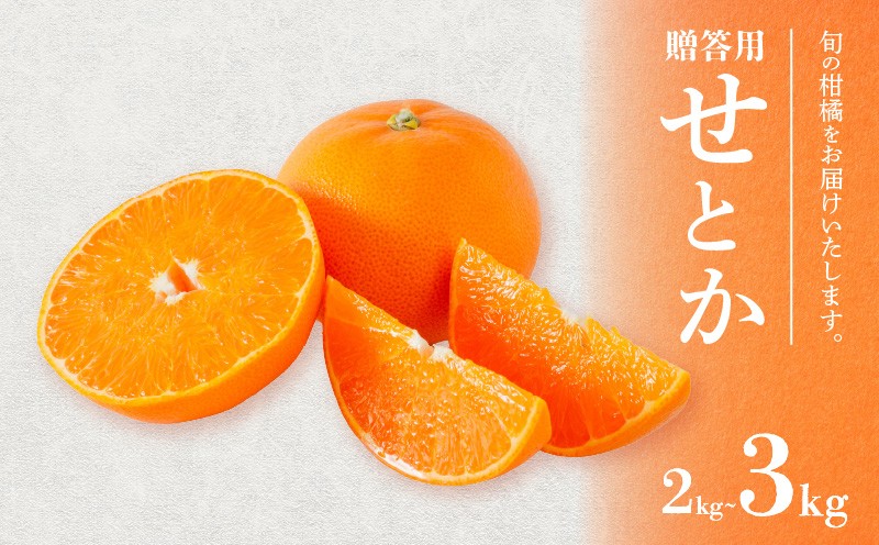 
                  せとか 贈答用 2kg / 3kg 【順次発送中】 |  みかん 柑橘 みかん せとか 柑橘 みかん 果物  おすすめ 高級 愛媛三大柑橘（ 紅まどんな せとか 甘平 ) 人気 お取り寄せ グルメ ギフト ご当地 送料無料 愛媛県 松山市
                