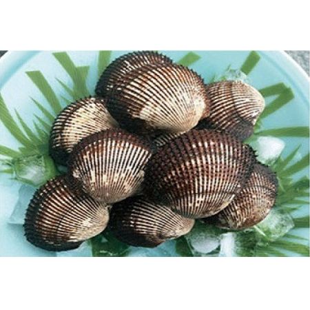 【ふるさと納税】☆冬季限定☆＜周防大島産＞天然！殻付き赤貝5kg【先行受付開始！2026年1月24日以降のお届け】