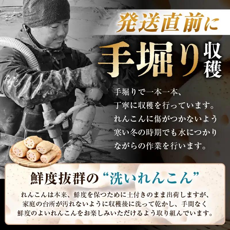【先行予約】洗いれんこん2kg《発送直前に収穫してお届け！》 シャキっとした歯触り！ ／ 有機肥料 低農薬 蓮根 レンコン 野菜 根菜 正月【2026年11月中旬以降順次発送予定】 [aw056-a0