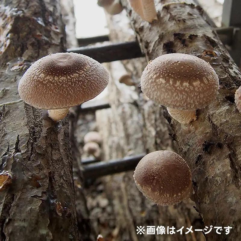 【先行予約】北海道今金町産 原木しいたけ栽培キット しいたけ原木1本 椎茸 シイタケ きのこ キノコ 野菜 採れたて F21X-593
