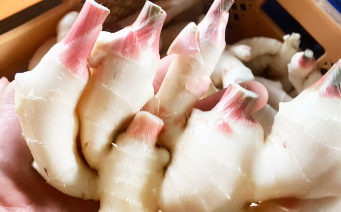 【先行予約】【6月下旬から順次発送】 新生姜 2kg 愛媛県大洲市/株式会社誠実村 [AGER003]