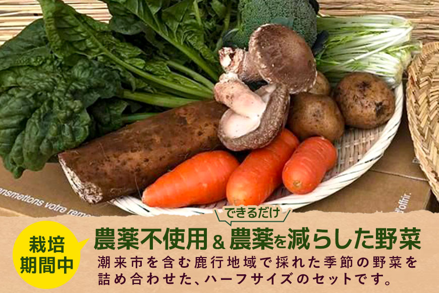 ＜ハーフサイズ＞ 『身体が喜ぶ野菜』詰め合わせ ( おまかせ ) 野菜 詰合せ 詰め合わせセット お任せ 季節の野菜 セット 栽培期間中農薬不使用 有機栽培 微生物農法 EM農法 露地栽培 産地直送 