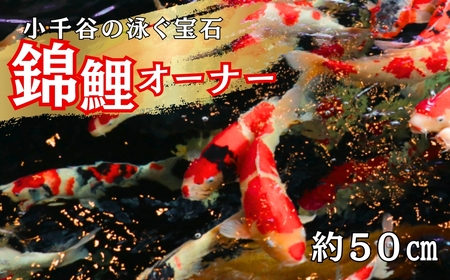 【錦鯉】錦鯉オーナー  サイズ50cm前後 | 新潟 錦鯉 オーナー