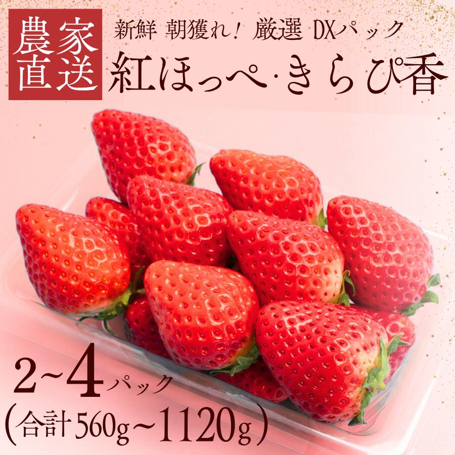 【ふるさと納税】厳選いちご 紅ほっぺ きらぴ香 選べる2パック/4パック いちご 生いちご イチゴ 苺 甘い フレッシュ 濃い 旨い 産地直送 送料無料 農家直送 期間限定 strawberry 完熟 甘い 果物 フルーツ たっぷり 大容量 大人気 おすすめ 果物 フルーツ 甘い 静岡県 静岡