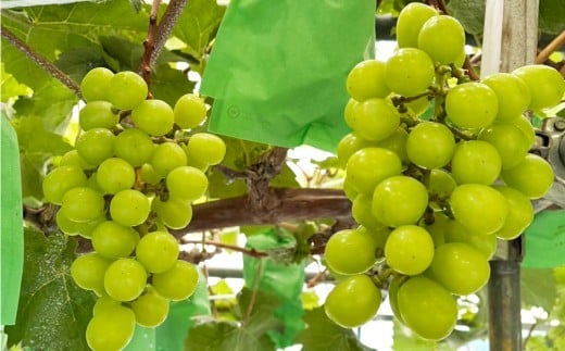 
                  大蔵村産　シャインマスカット・ピオーネ　2房入り　1.2kg
                