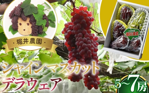 No.310 シャインマスカット1房とデラウエアの詰め合わせ ／ 皮ごと食べられる 甘い セット 果物 果実 フルーツ ブドウ ぶどう 葡萄 大阪府