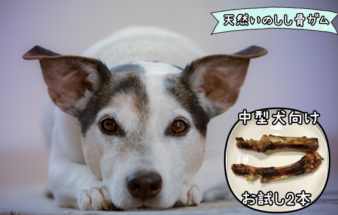 
FB131 【お試し2本】中型犬向け☆天然いのししのスモーク骨ガム
