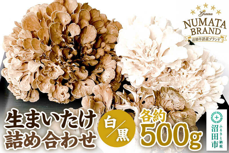 生まいたけ（白・黒）各約500g 詰め合わせ おいがみ舞茸園 [舞茸 まいたけ マイタケ]