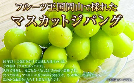 岡山県産 マスカットジパング 約900g（1房）【2025年7月下旬～8月下旬発送予定】 マスカット ぶどう ブドウ 葡萄
