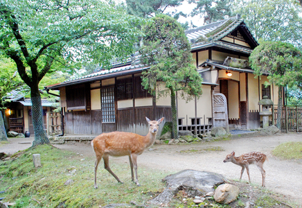 江戸三　ペアご宿泊券（1泊2食付） ご夕食は「特選料理」　250-002
