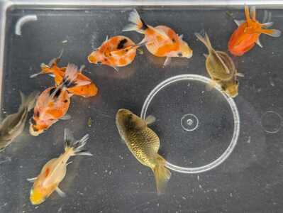 10営業日以内に発送 温水育ち 金魚ミックス5匹 otofarm IB148-002 ※北海道・沖縄・離島配送不可※ 金魚 金魚