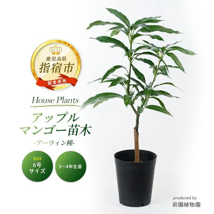 【観葉植物】アップルマンゴー苗木 6号ポット アーウィン種 3～4年生苗 前園植物園 IB002-004  観葉植物 ※北海道・沖縄・離島配送不可
