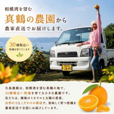 ふるさと納税 真鶴町 温州みかん5kg花柚子2個入り★ 甘味と酸味のバランスが良く、濃厚な香りが特徴です【先行受付】 |  | 01