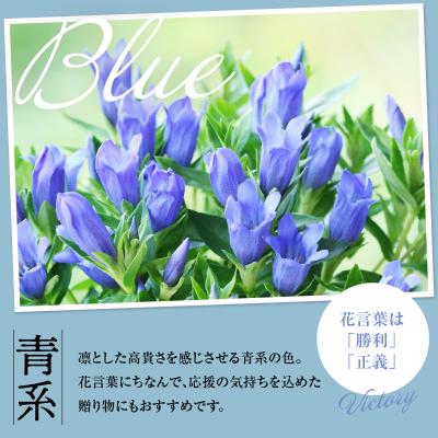 ふるさと納税 米沢市 【先行受付】 りんどう 青系 1束 10本入り 切花 2026年8月上旬〜9月中旬お届け予定 |  | 02