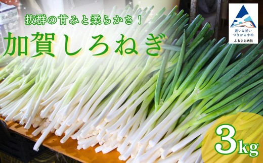 【先行予約】 加賀 しろねぎ 3kg 白ねぎ 白ネギ 長ネギ ネギ ねぎ 葱 野菜 産地直送 直送 新鮮 3キロ 冷蔵 | 石川県 小松市 JAあぐり
